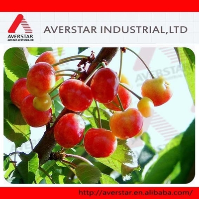 Imidazole Fungicide Carbendazim 50% WP for PD No. 10605-21-7 Trusted Control Solution
